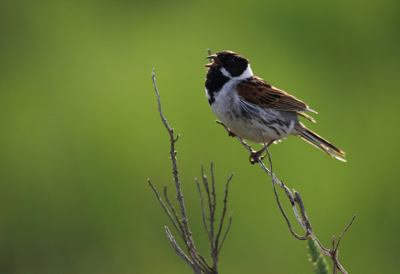 Male Reed Bunting