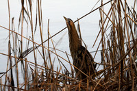 Bittern