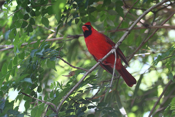 Northern Cardinal