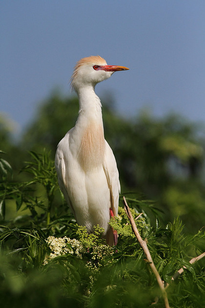 Cattle Egret