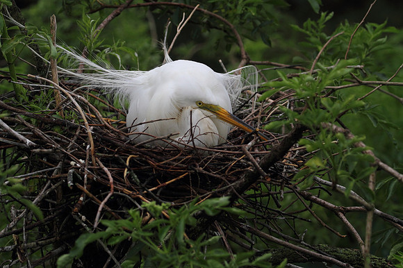 Great Egret
