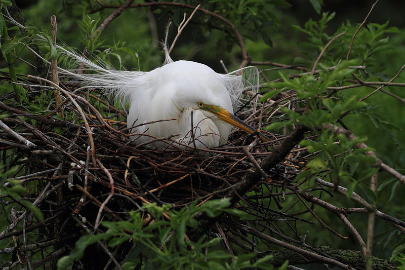 Great Egret