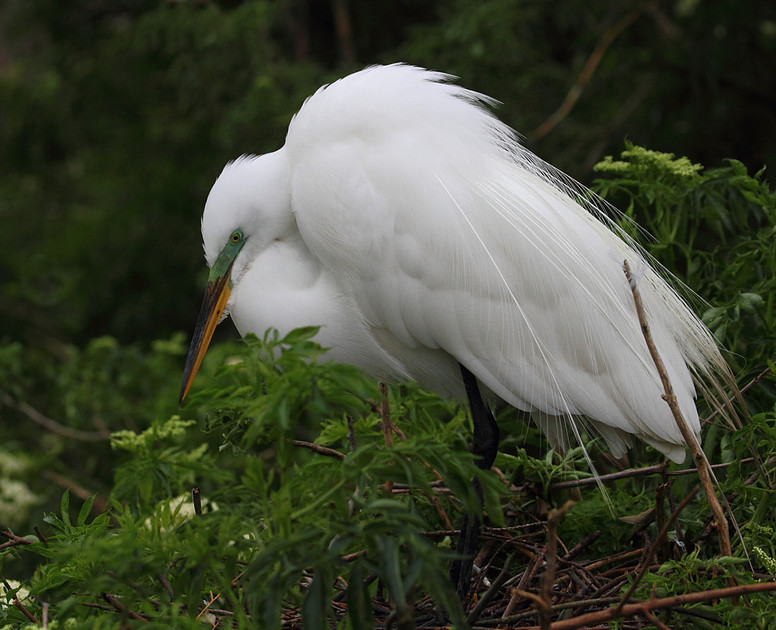 Great Egret