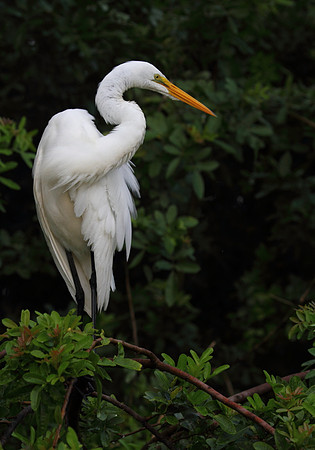 Great Egret