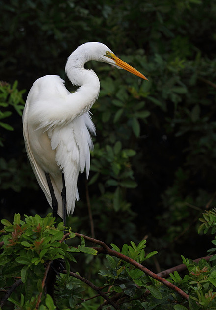 Great Egret