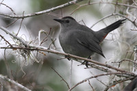 Grey Catbird