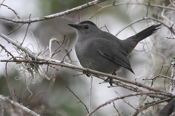 Grey Catbird