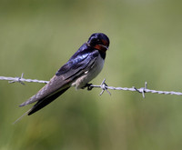 Swallow