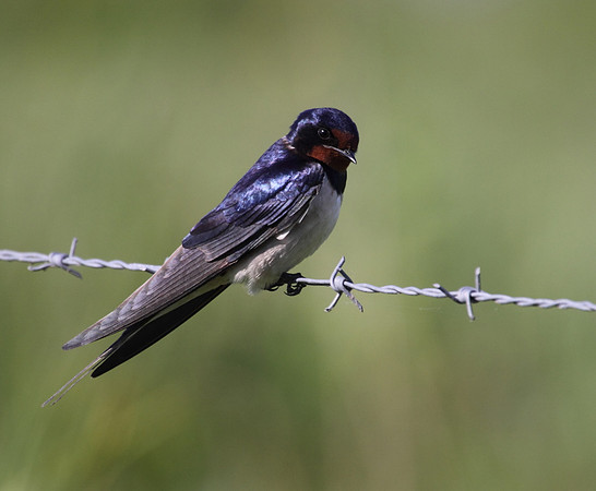 Swallow
