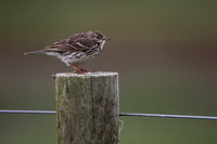 Meadow Pipit