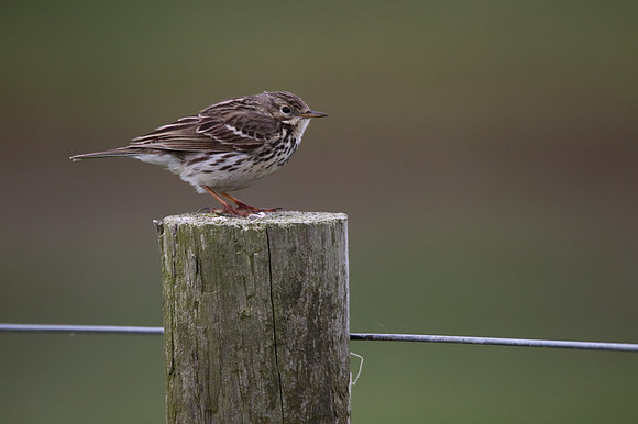 Meadow Pipit