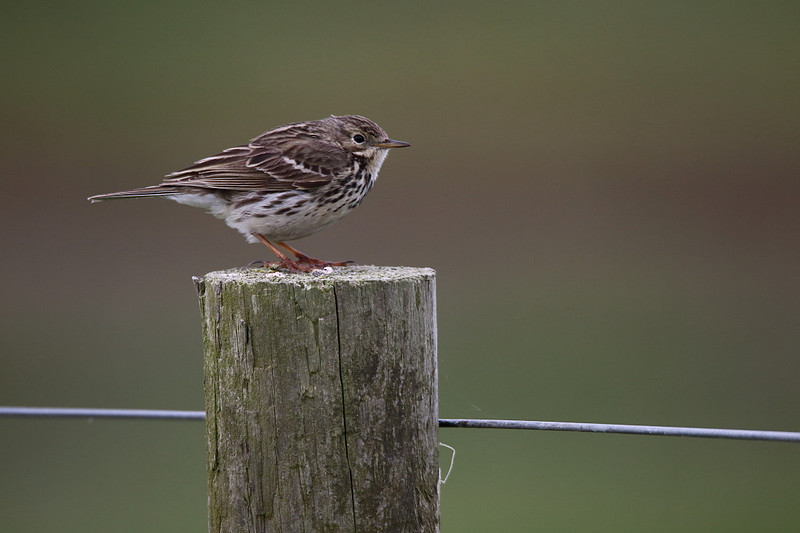 Meadow Pipit