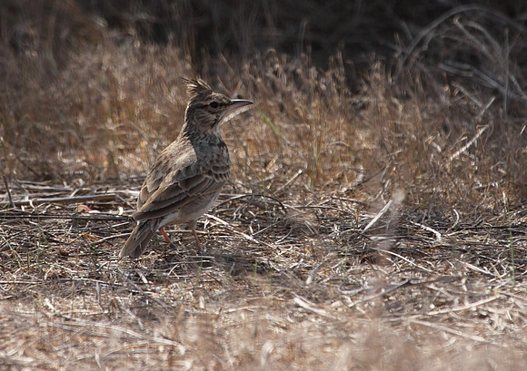 Crested Lark
