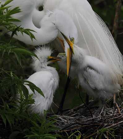 Great Egret feeding chicks
