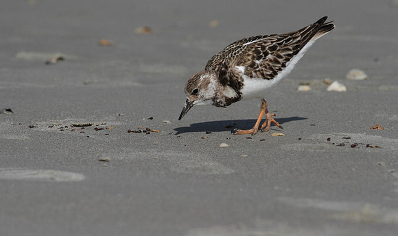 Ruddy Turnstone