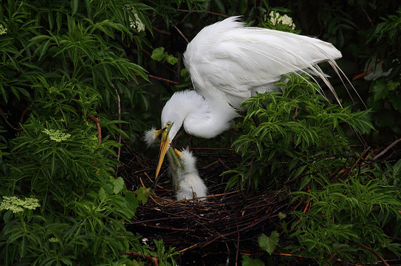 Great Egret feeding chicks