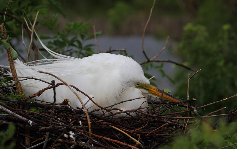Great Egret