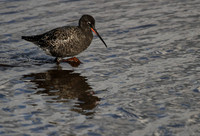 Spotted Redshank