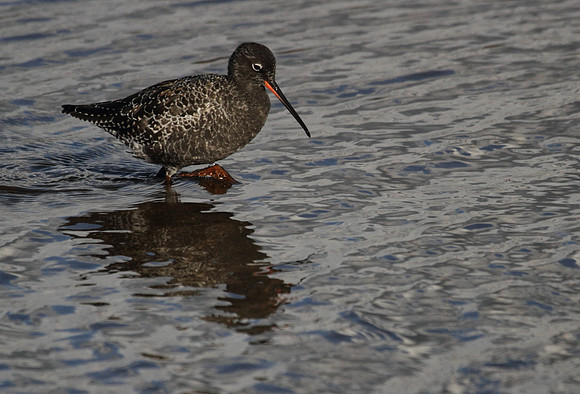 Spotted Redshank