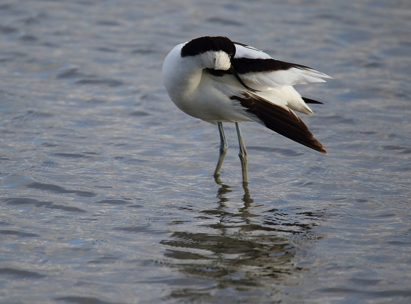 Avocet
