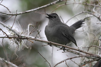 Grey Catbird