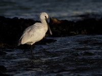 Spoonbill