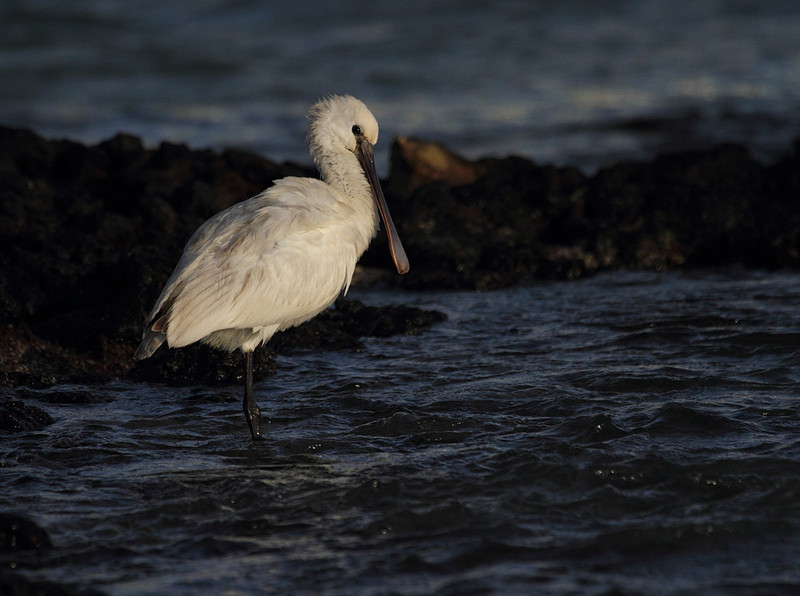 Spoonbill