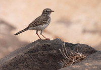 Berthelot's Pipit