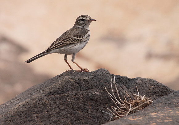 Berthelot's Pipit