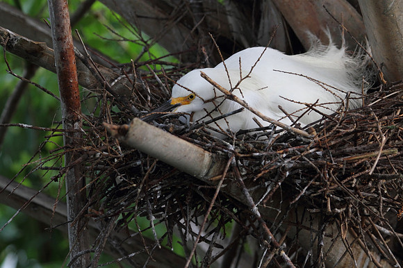 Snowy Egret on nest