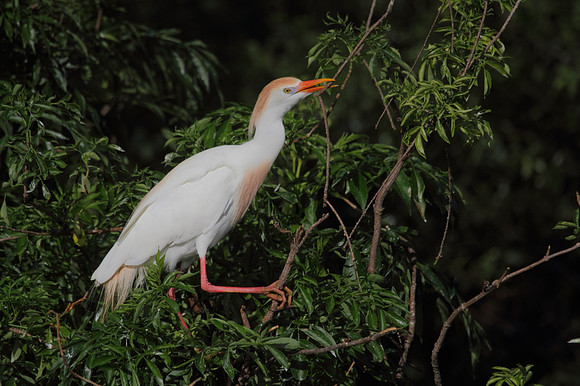Cattle Egret