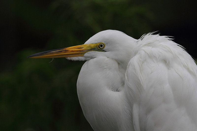 Great Egret