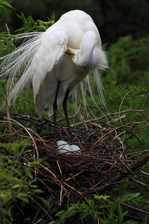 Great Egret on nest