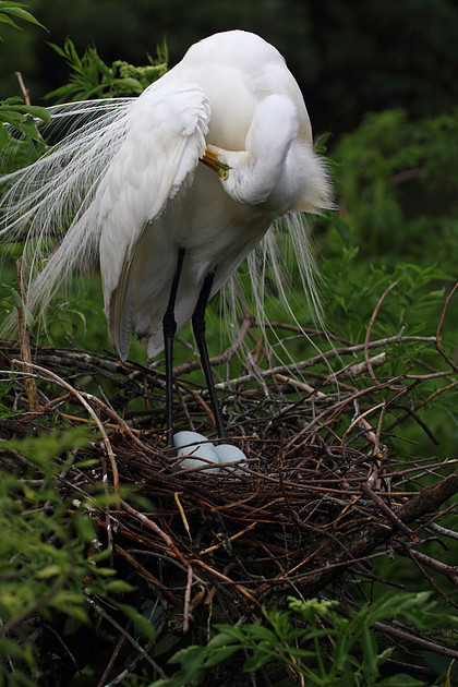 Great Egret on nest