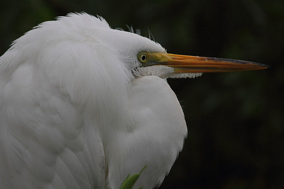 Great Egret