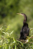 Anhinga