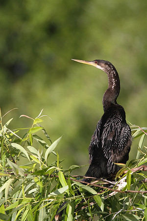 Anhinga