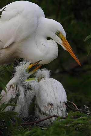 Great Egret with chicks