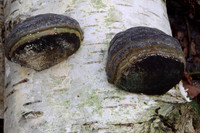 Hoof Fungus