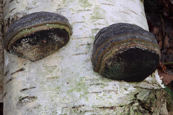 Hoof Fungus