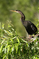 Anhinga