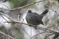 Grey Catbird