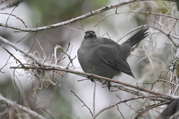 Grey Catbird
