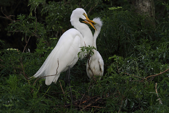 Great Egret with young