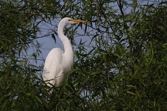 Great Egret