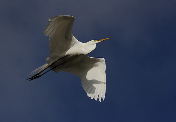Great Egret in flight