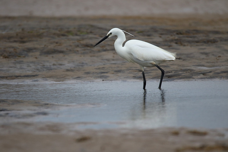 Little Egret