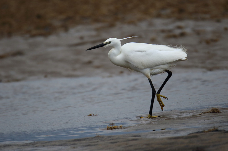 Little Egret