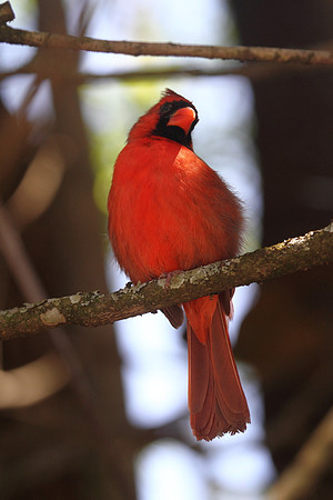 Northern Cardinal