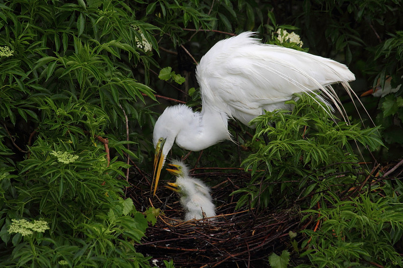 Great Egret feeding chicks